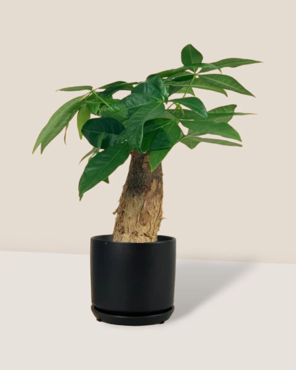 Money Tree Fat Baby - Image 4