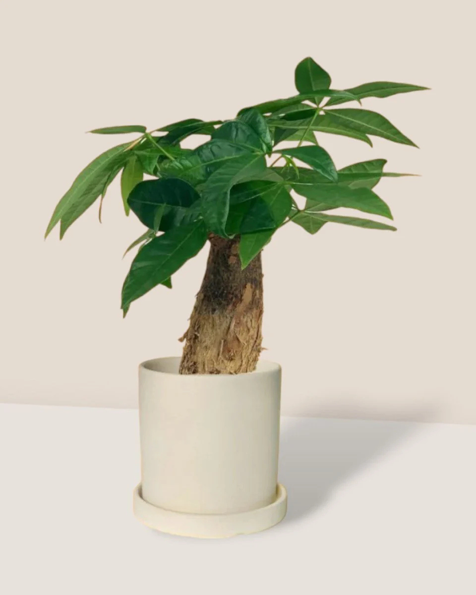 Money Tree Fat Baby - Image 5