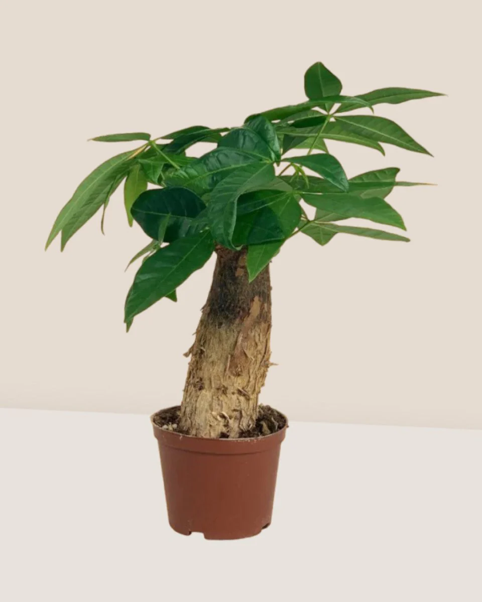 Money Tree Fat Baby - Image 6