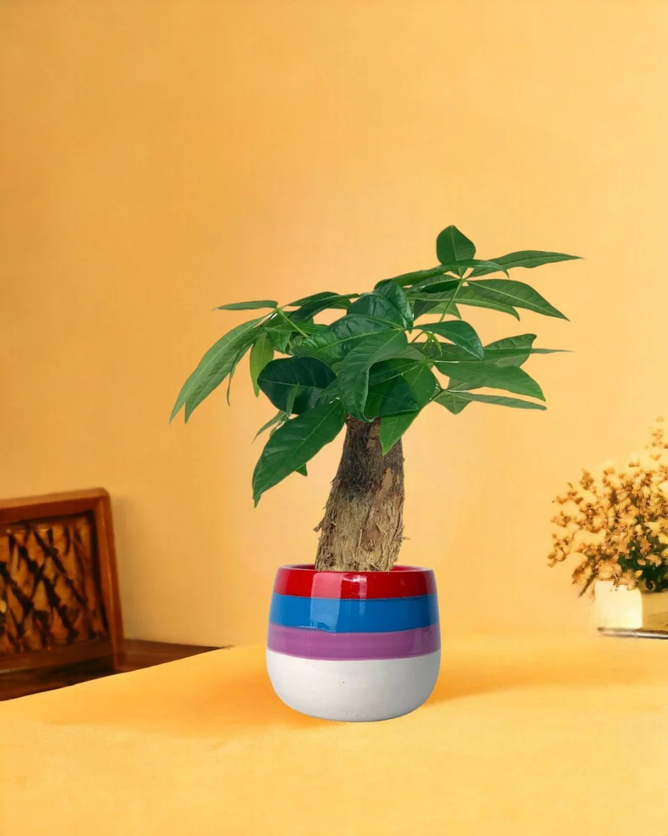 Money Tree Fat Baby - Image 7