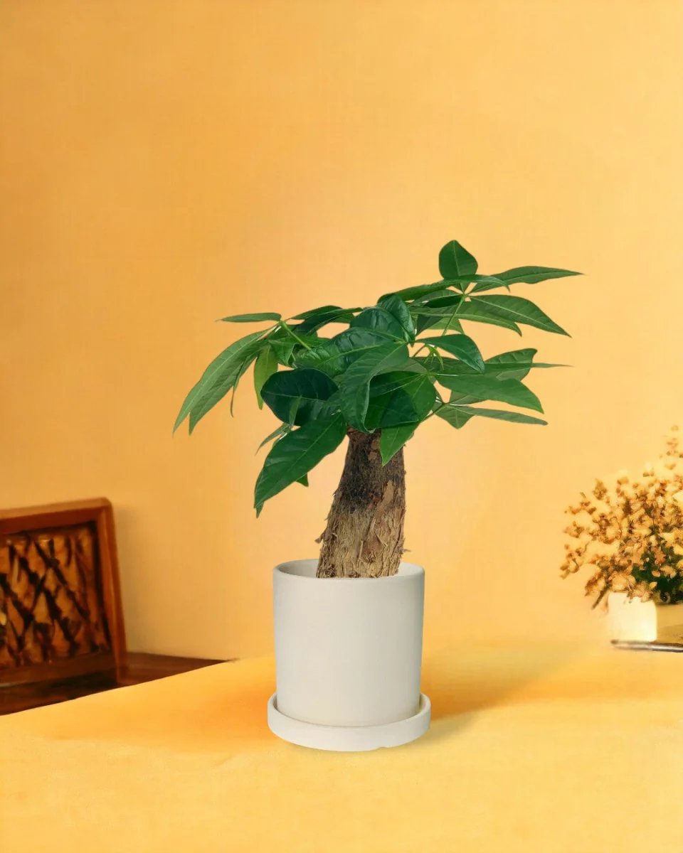 Money Tree Fat Baby - Image 9