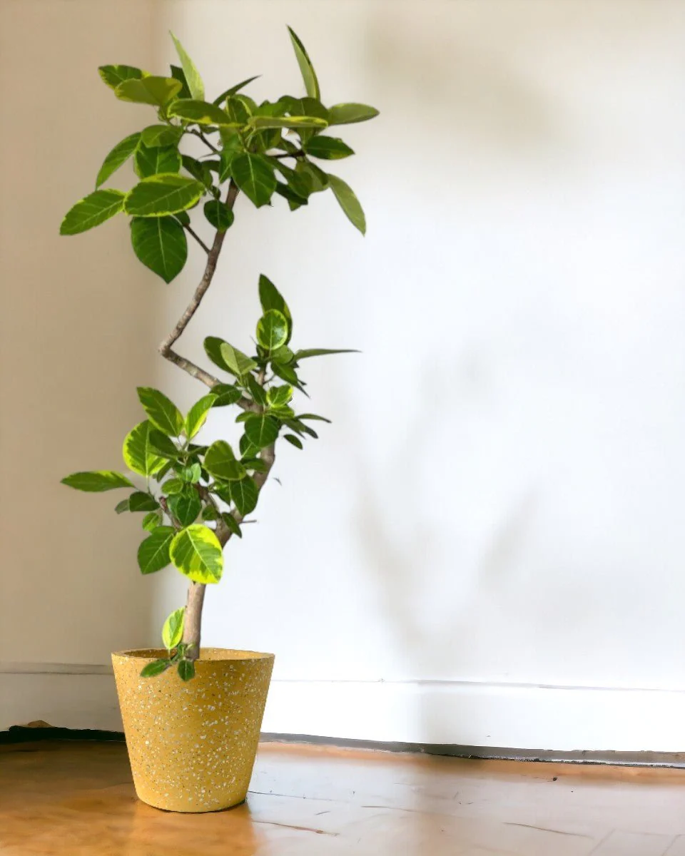 Ficus Altissima Bending - Image 2