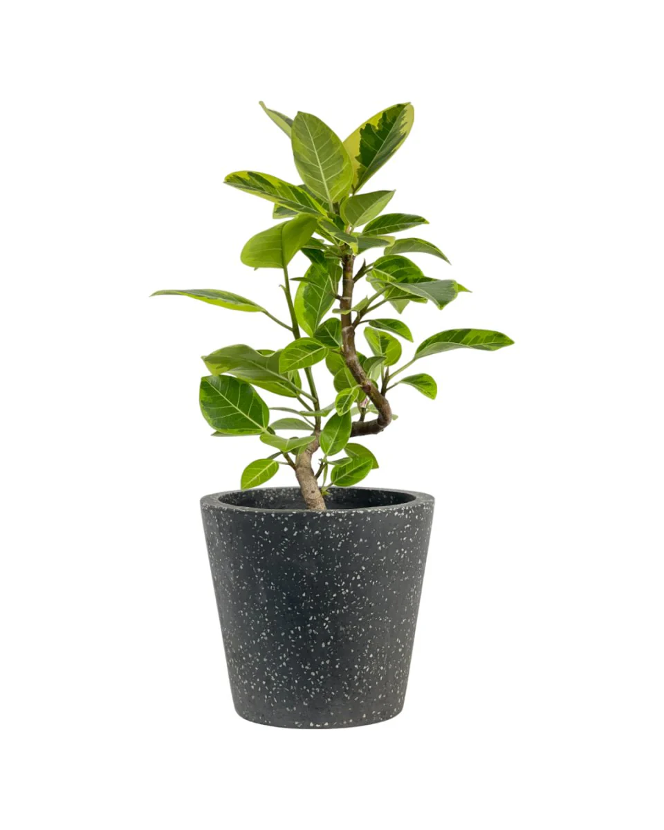 Ficus Altissima Bending (60-70cm)