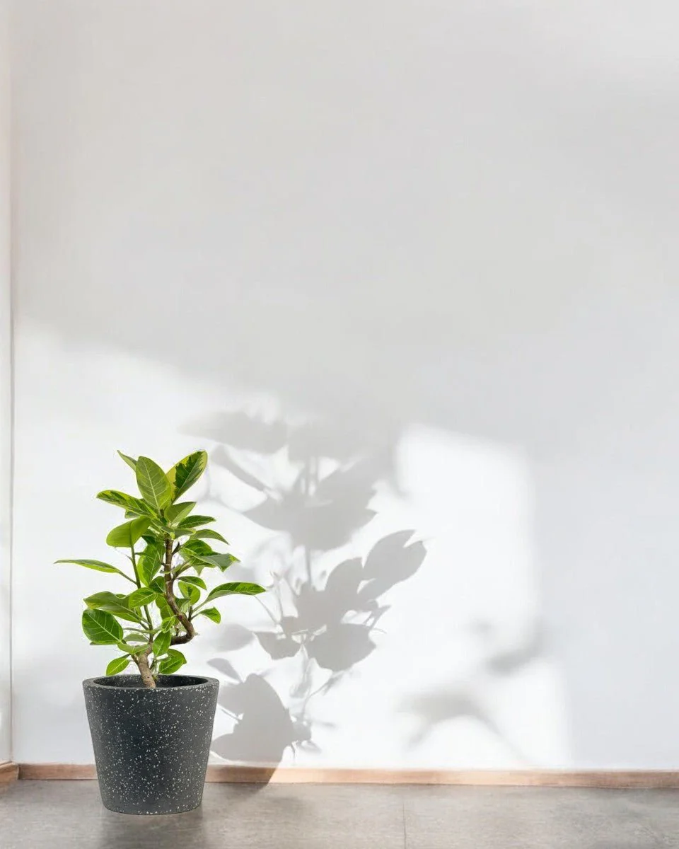 Ficus Altissima Bending (60-70cm) - Image 2