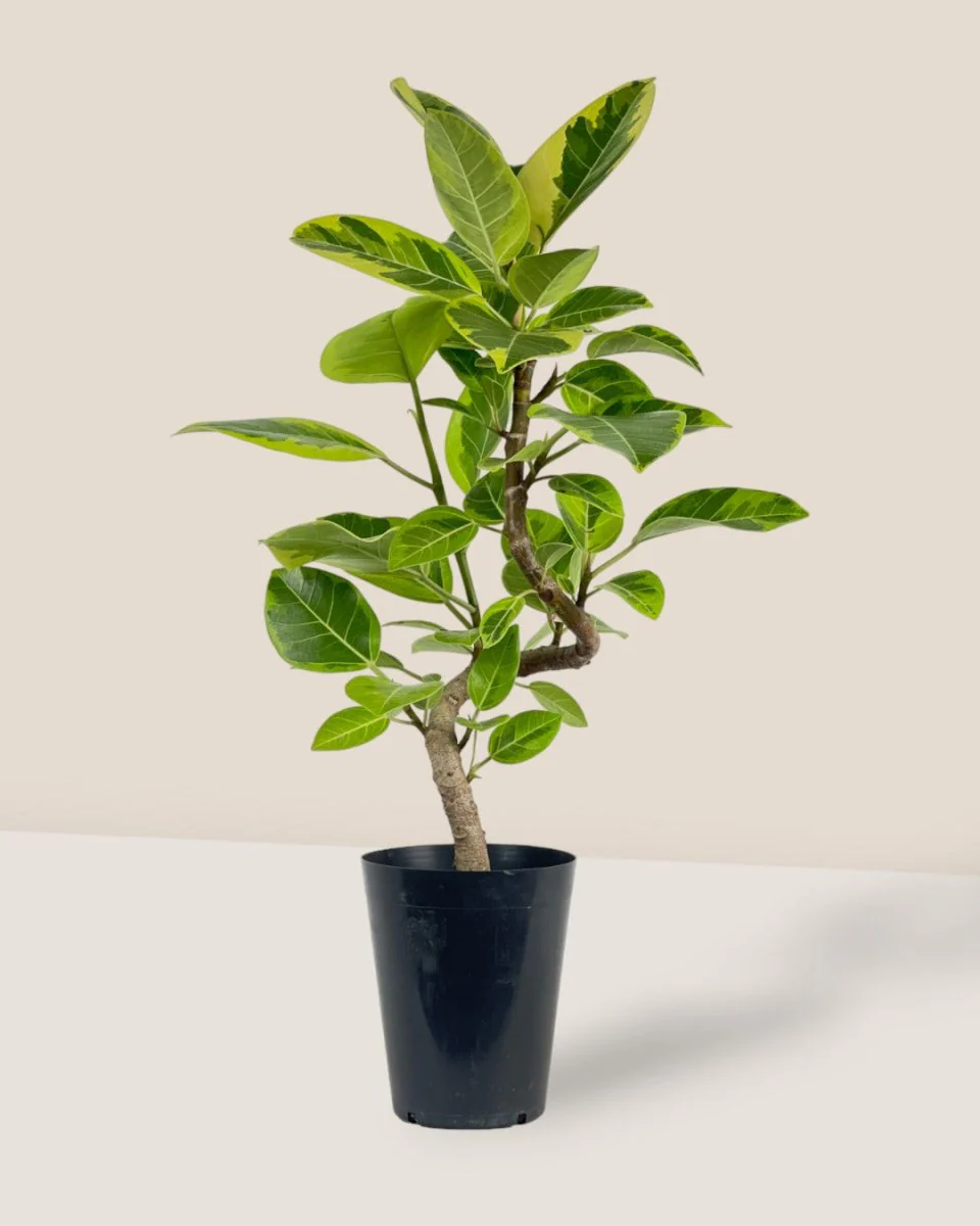 Ficus Altissima Bending (60-70cm) - Image 3