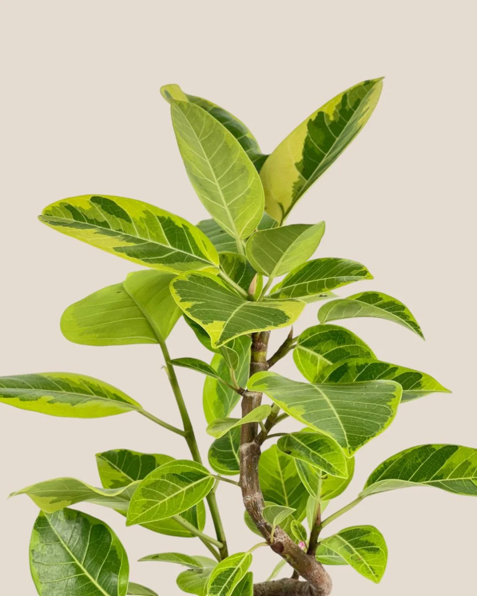 Ficus Altissima Bending (60-70cm) - Image 4