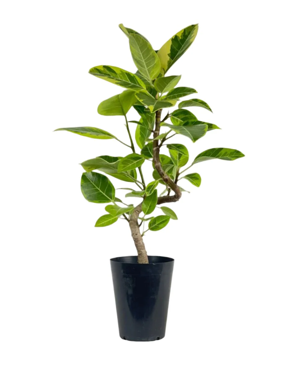 Ficus Altissima Bending (60-70cm) - Image 5