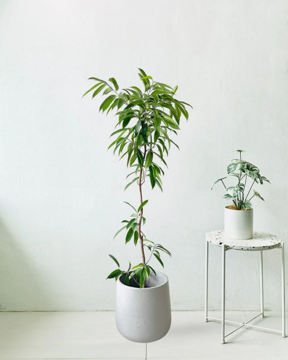 Ficus Amsterdam King - Image 2