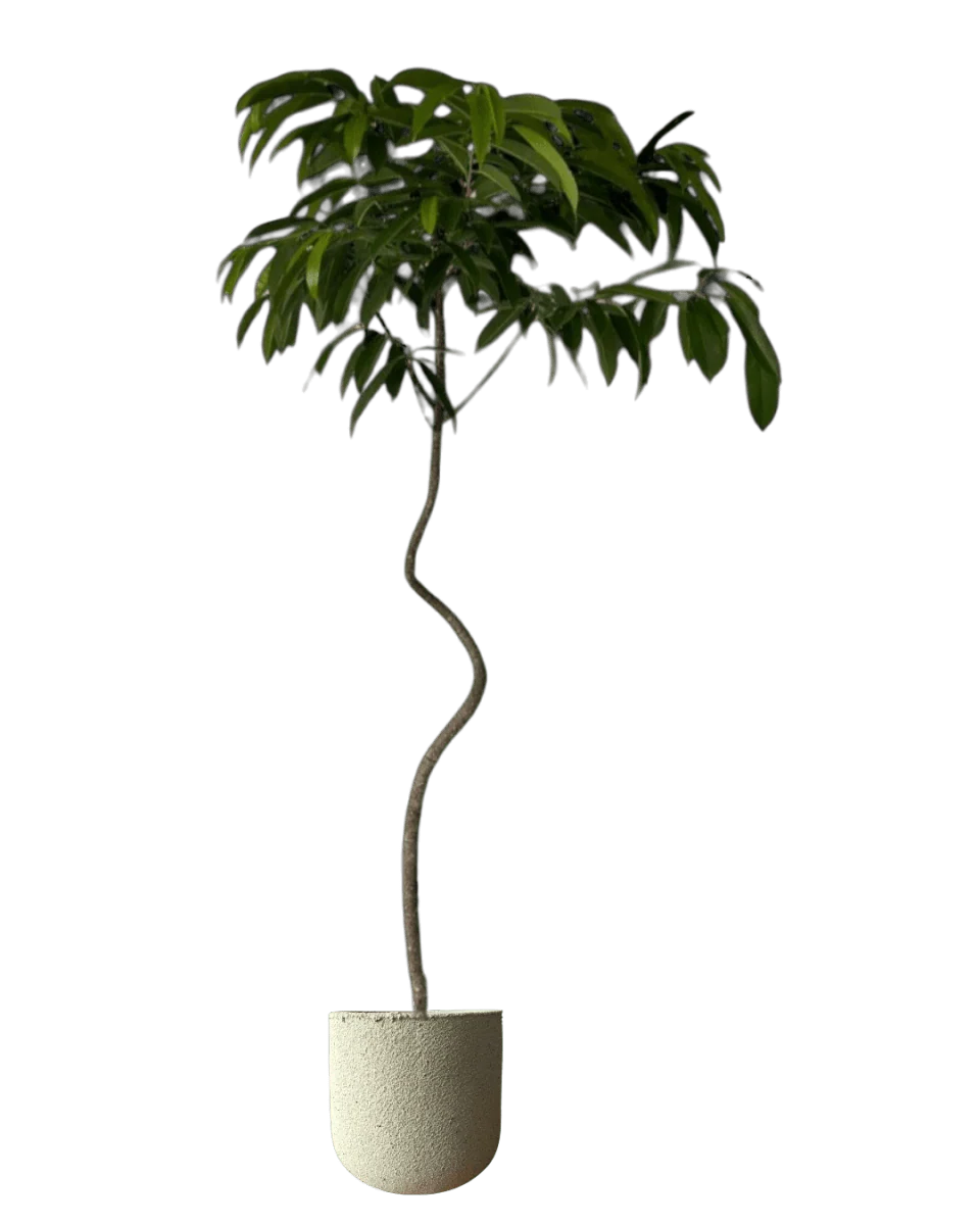 Ficus Amsterdam King