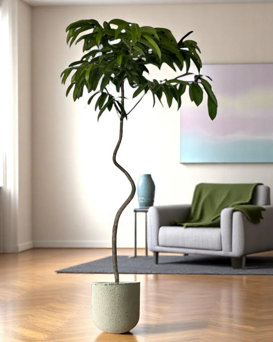 Ficus Amsterdam King - Image 2
