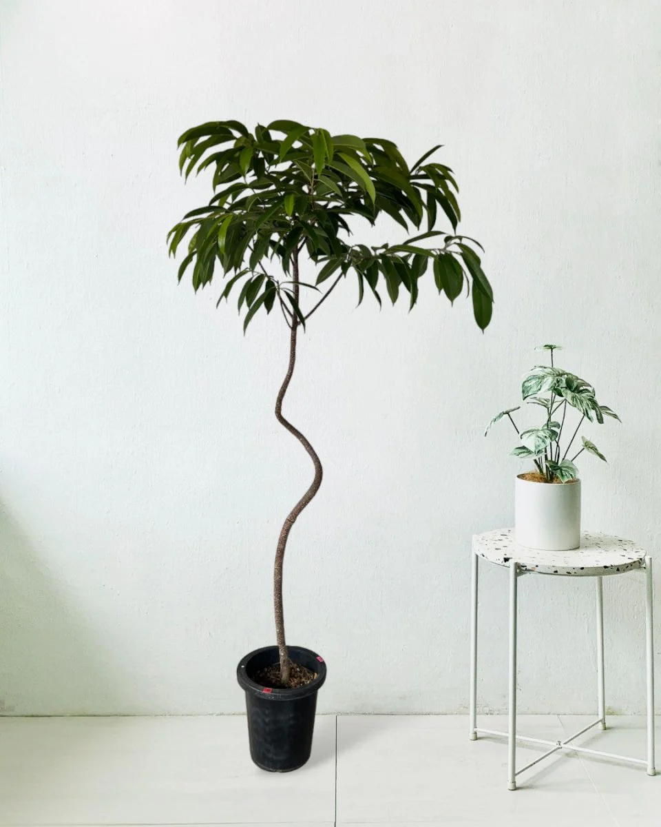 Ficus Amsterdam King - Image 3
