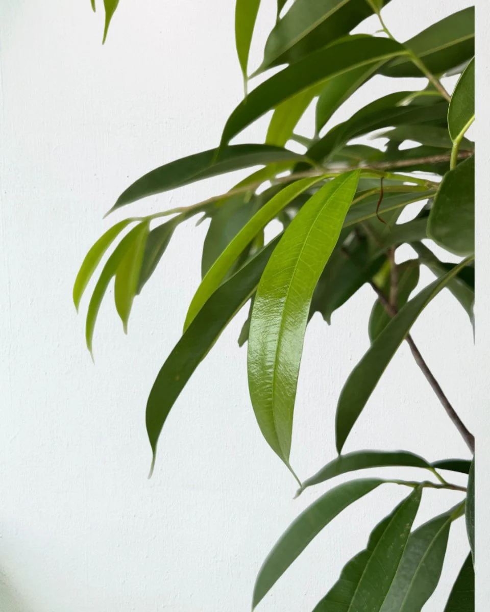 Ficus Amsterdam King - Image 4