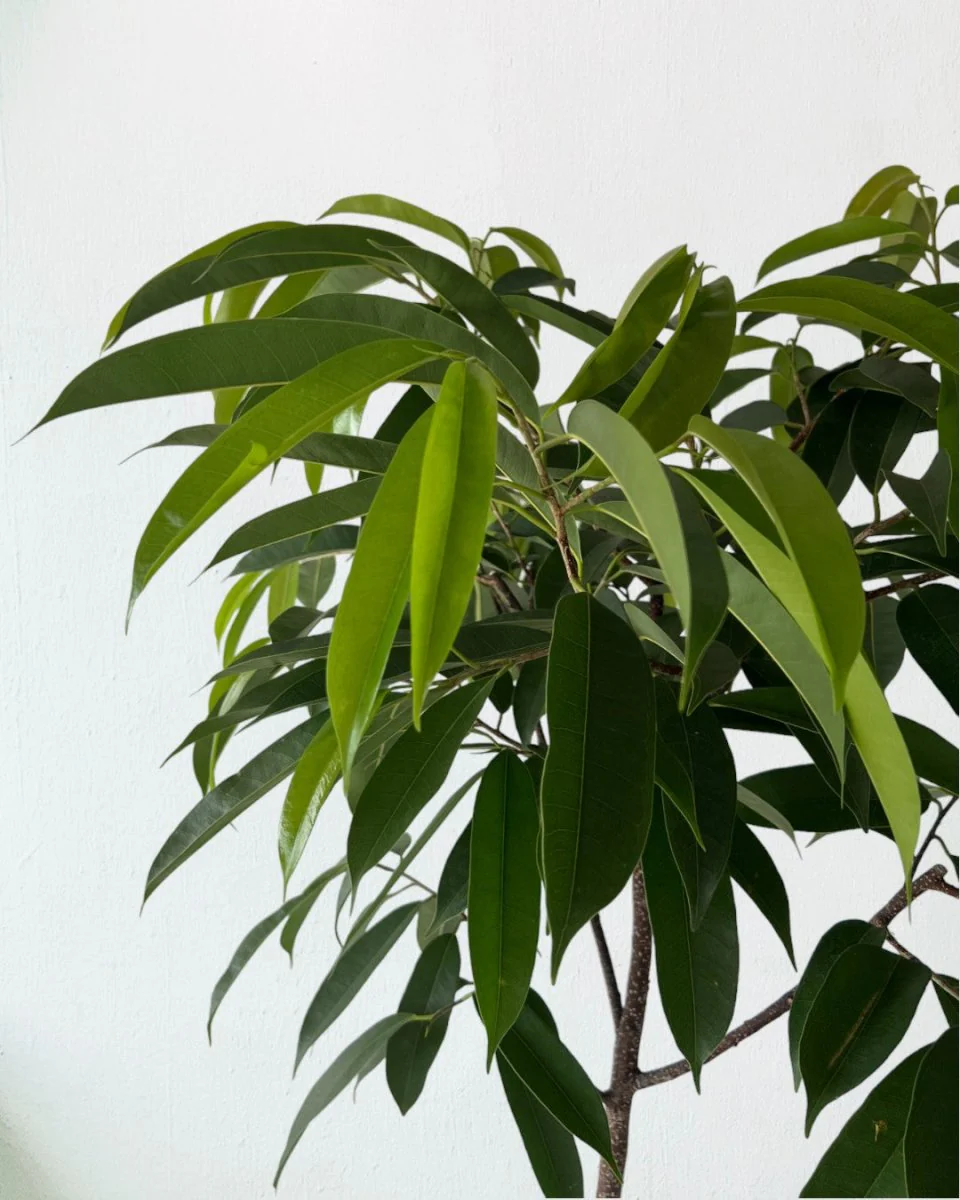 Ficus Amsterdam King - Image 5