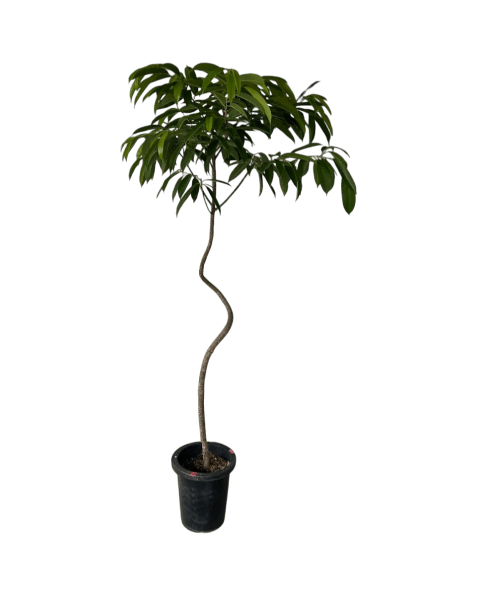 Ficus Amsterdam King - Image 6