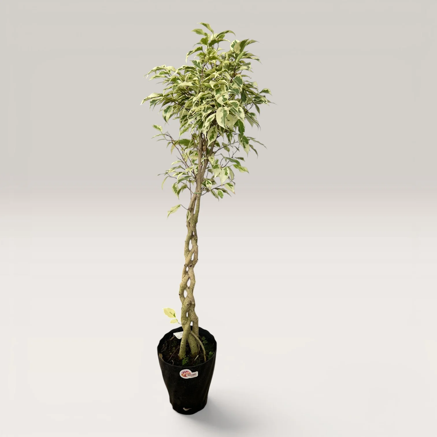 Ficus Benjamina Starlight Beauty Queen (Japan) - Image 6