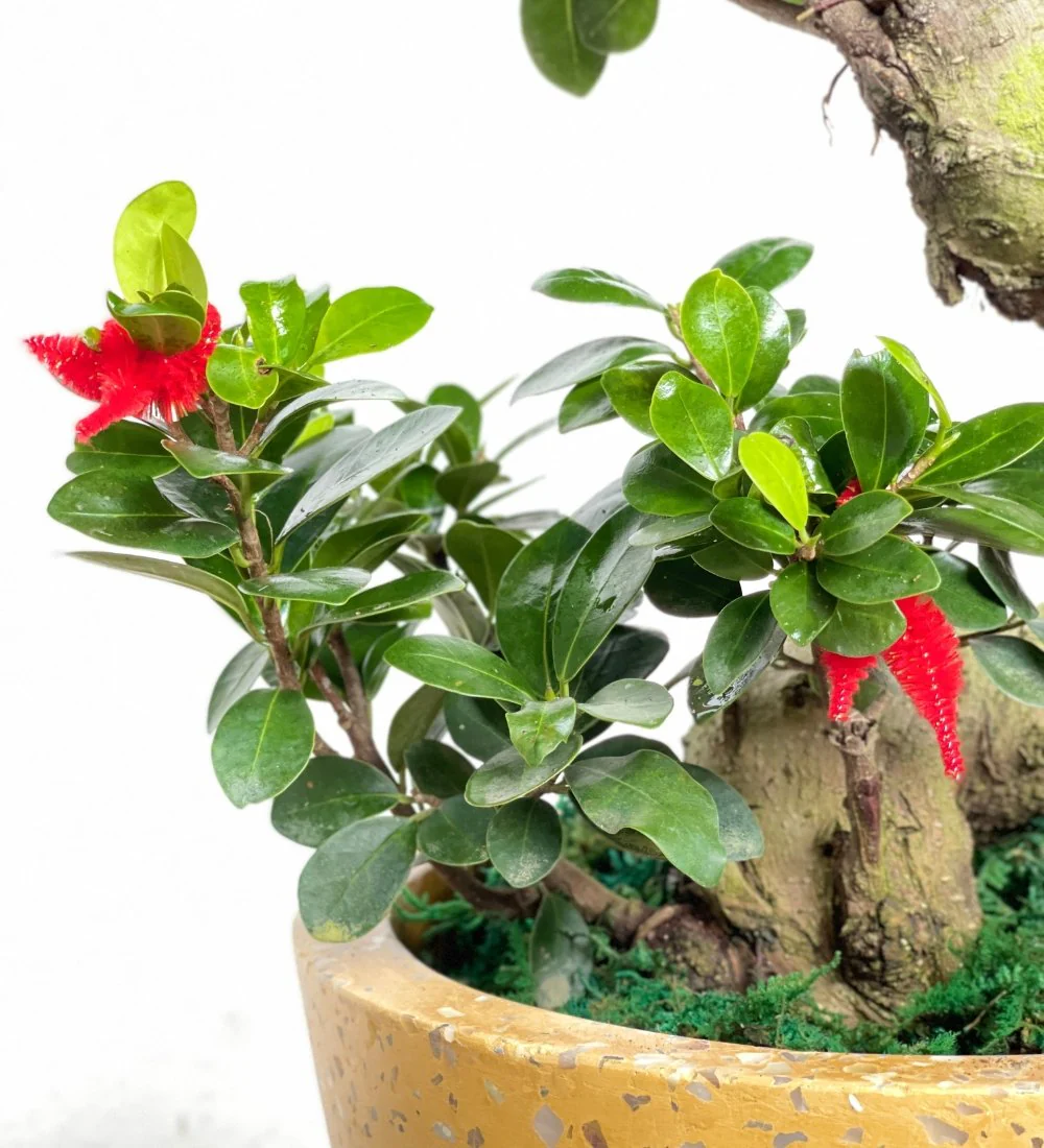Ficus Cloud Bonsai - Image 5