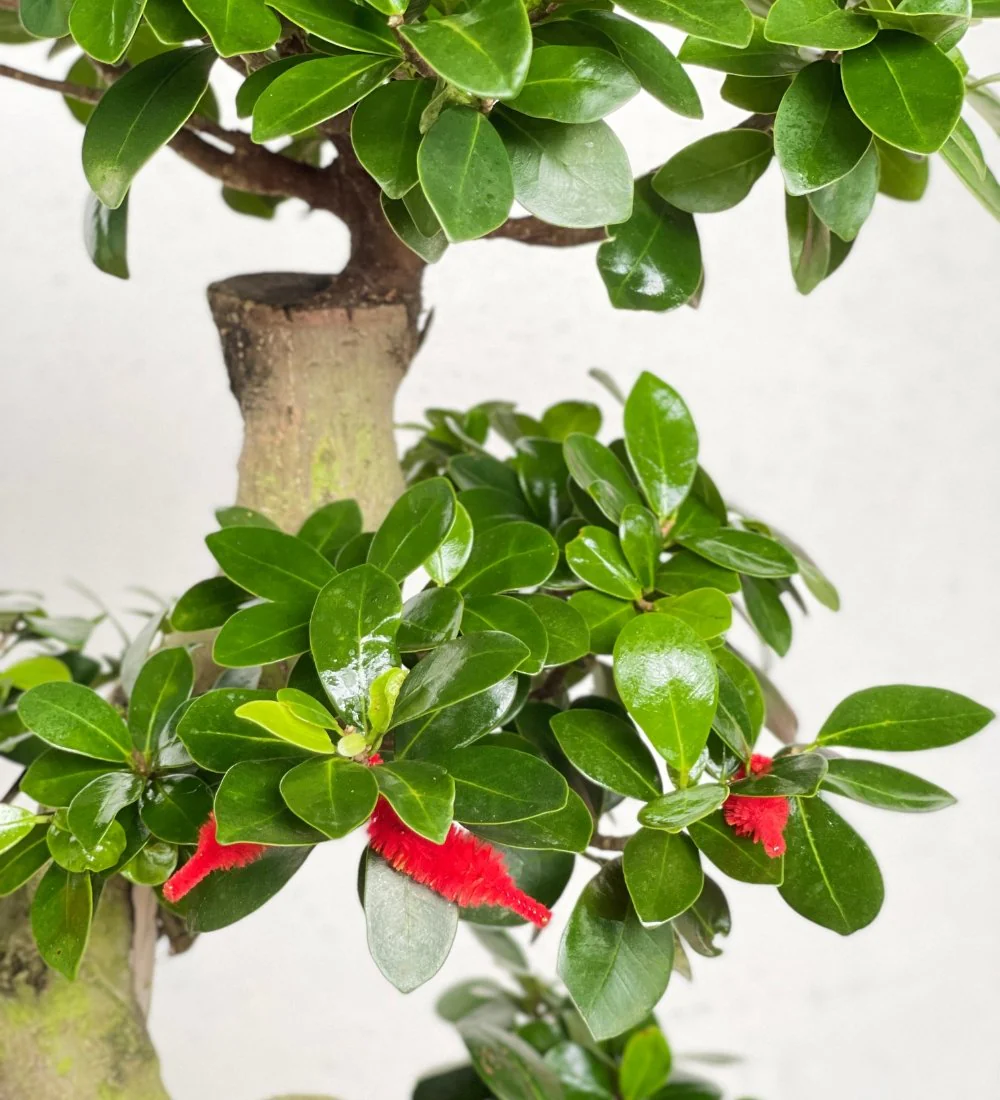 Ficus Cloud Bonsai - Image 6