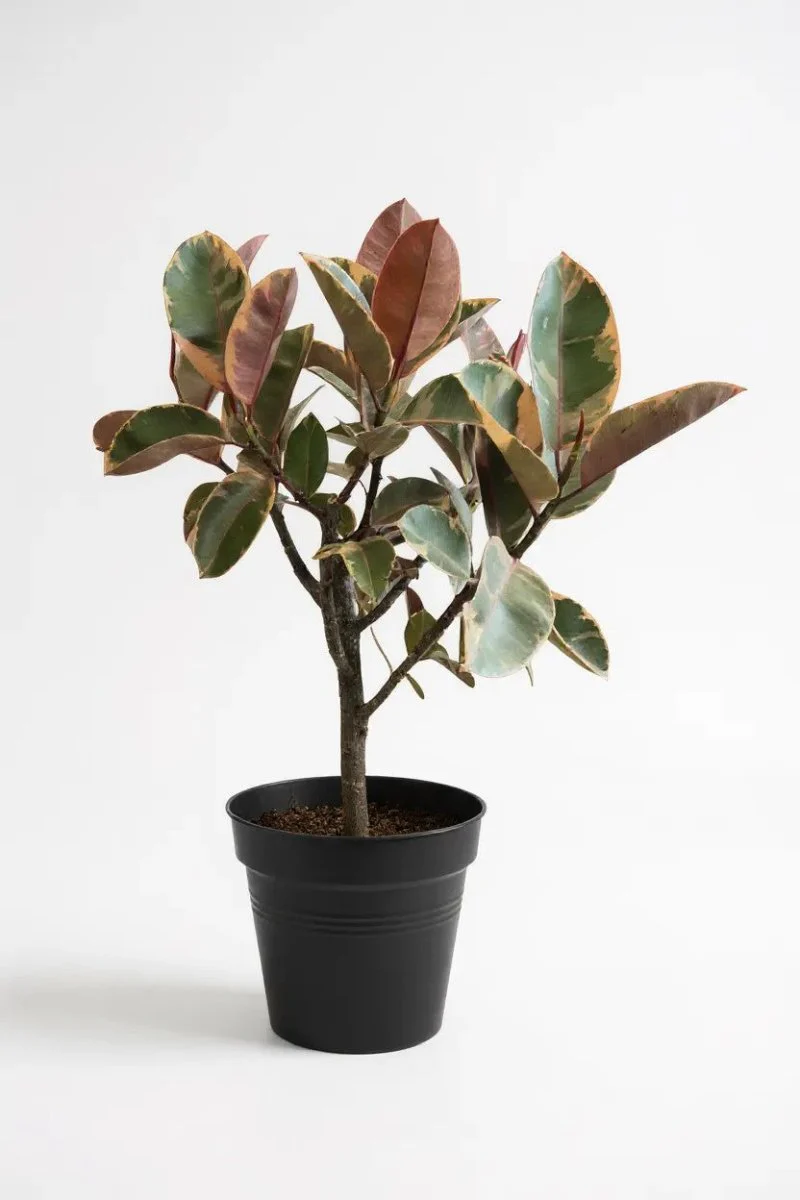 Ficus Elastica Ruby - Rubber Tree Variegated - Image 4