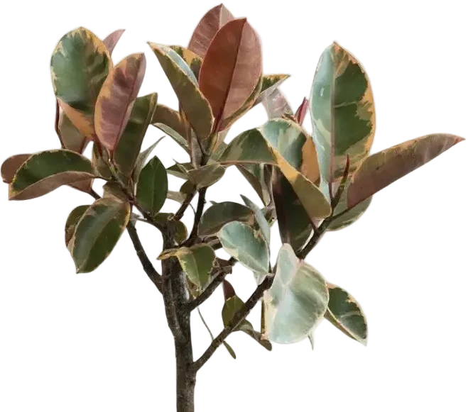 Ficus Elastica Ruby - Rubber Tree Variegated - Image 5