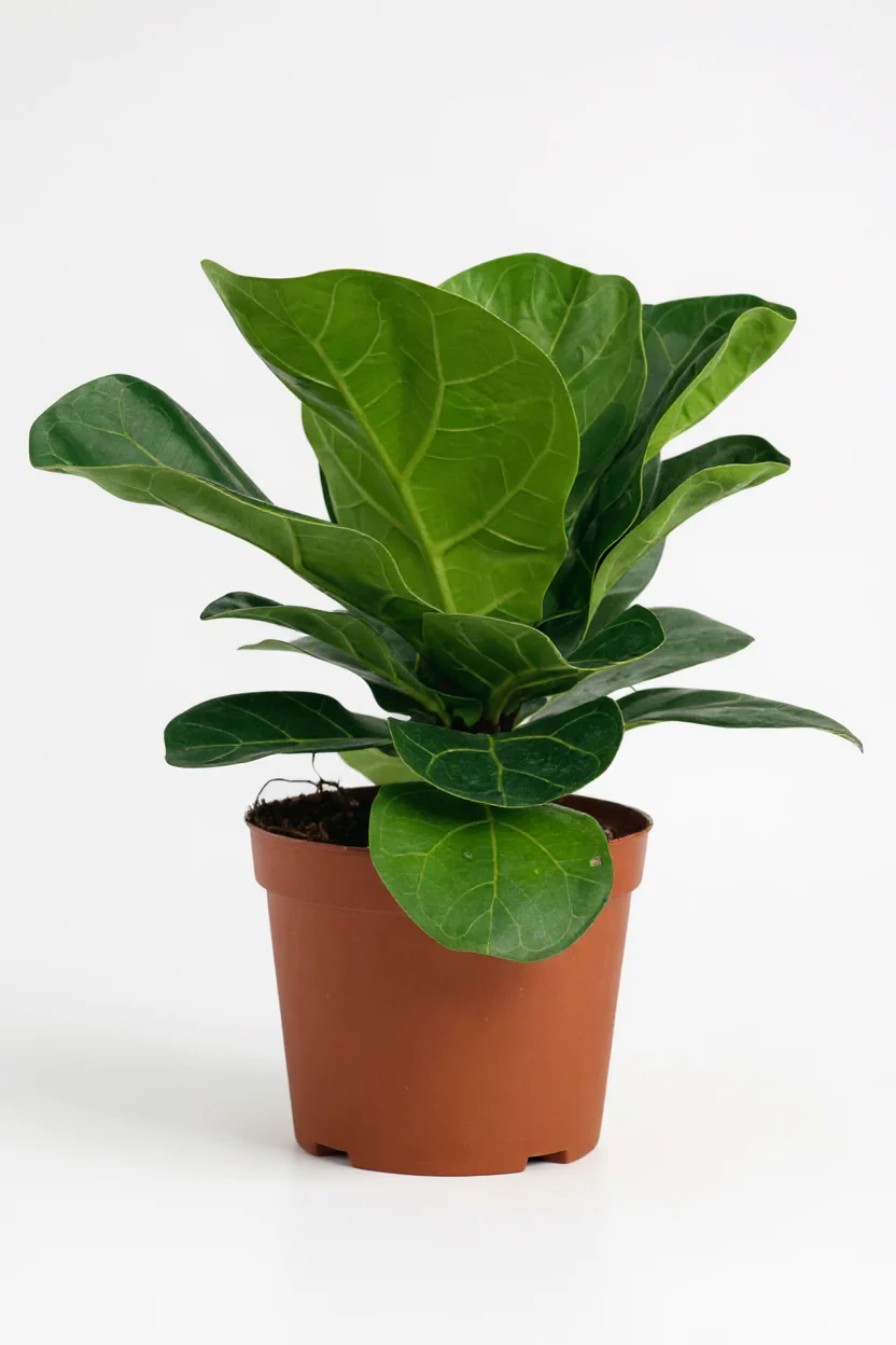 Ficus Lyrata Baby - Image 7