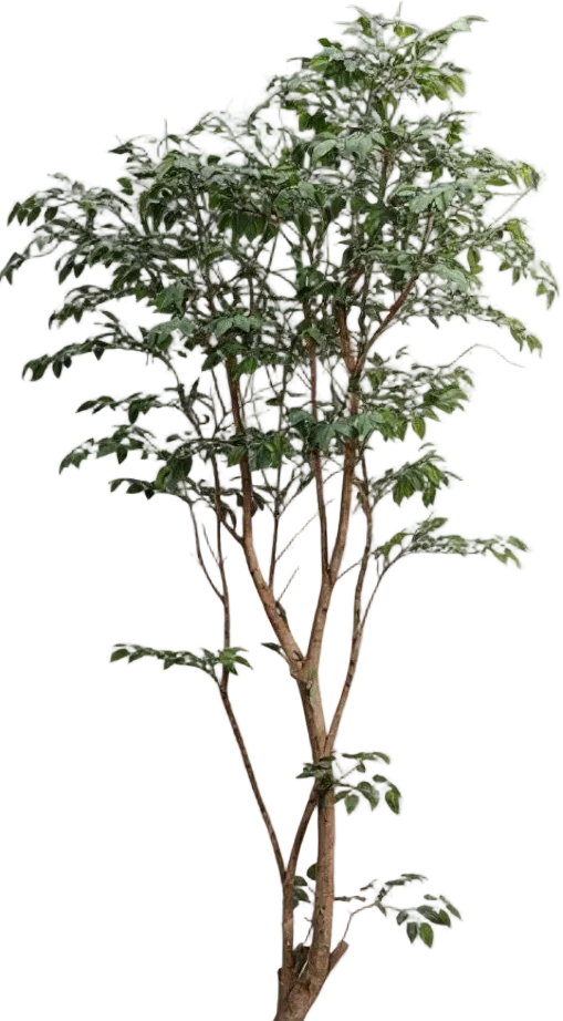 Ficus - Real-Trunk Artificial - Image 10