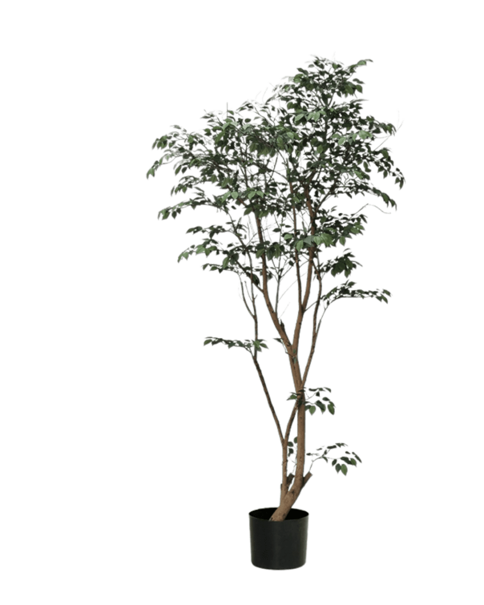 Ficus - Real-Trunk Artificial - Image 7
