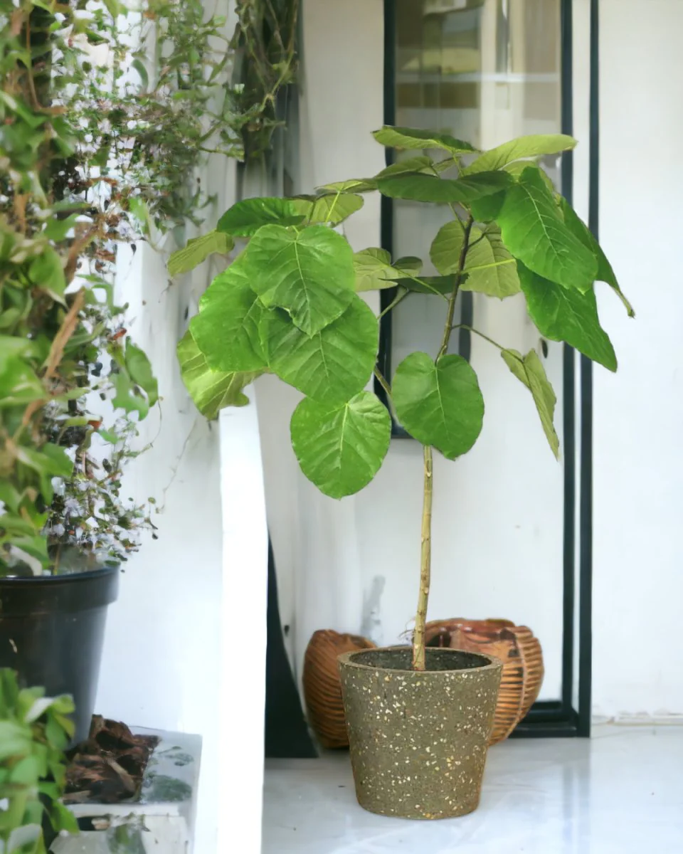 Ficus Umbellata Tree - Image 5