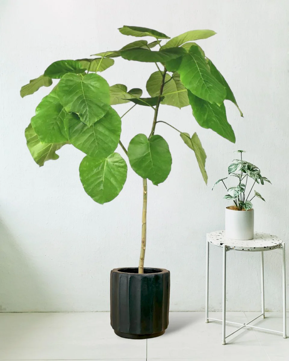 Ficus Umbellata Tree - Image 7