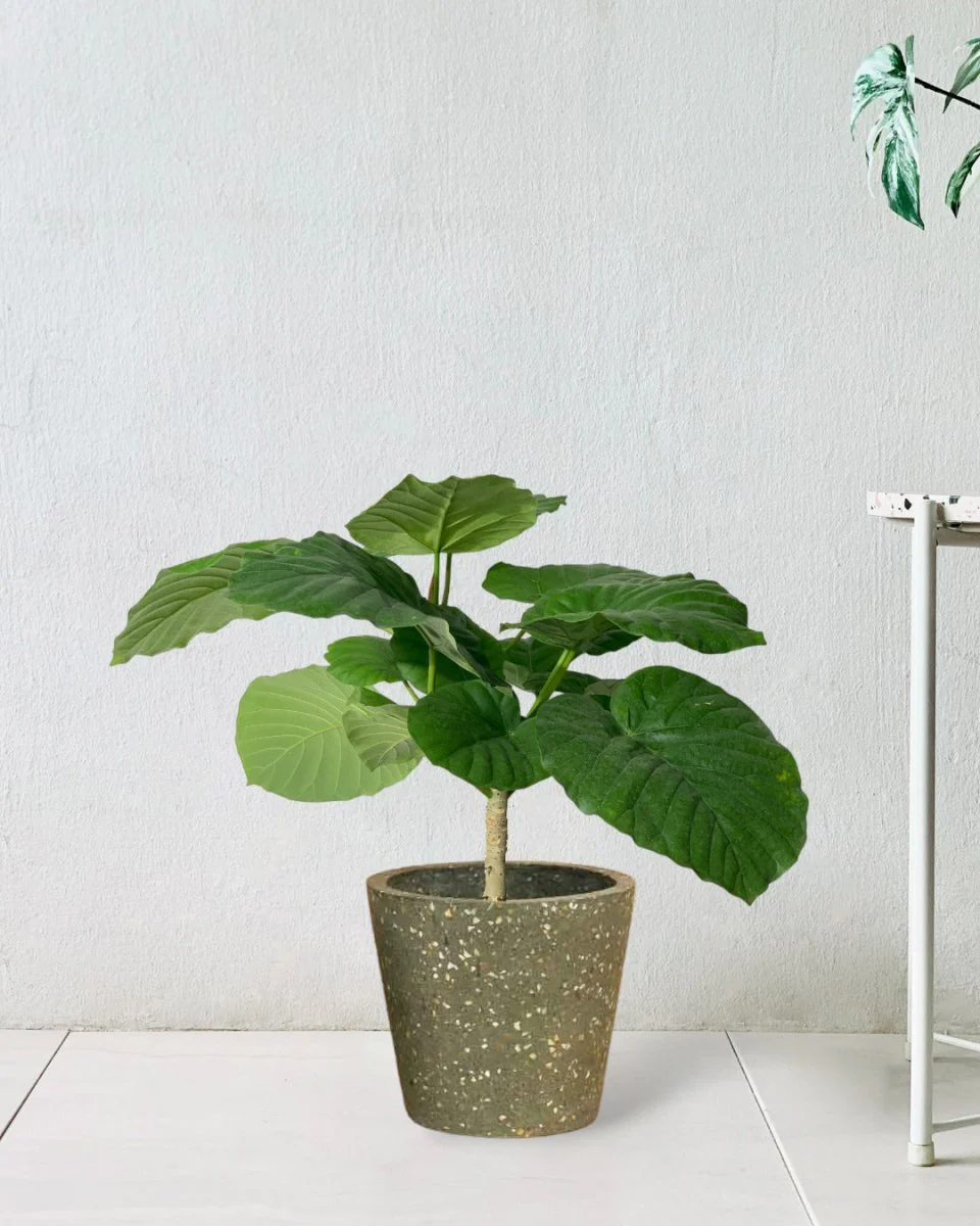 Ficus Umbellata Tree - Image 9
