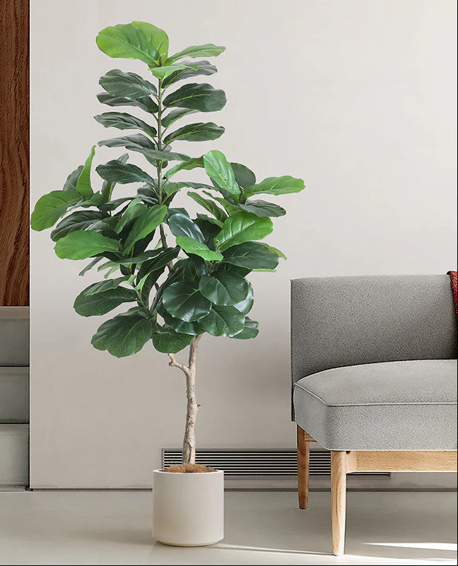 Fiddle Leaf Fig (Life-like Artificial) - Image 2