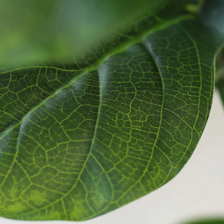 Fiddle Leaf Fig (Life-like Artificial) - Image 7