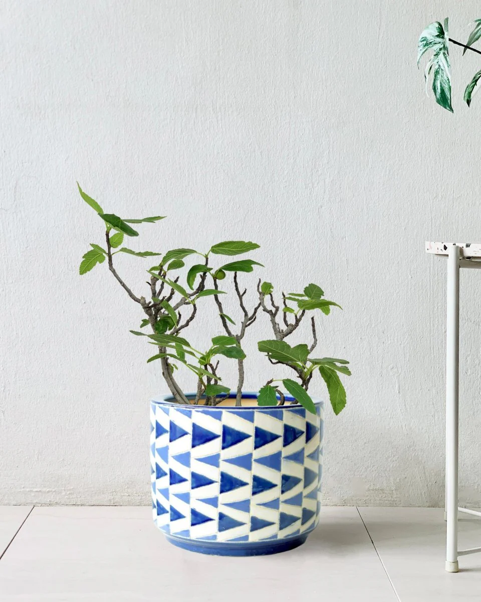 Fig Tree Junior - Image 4