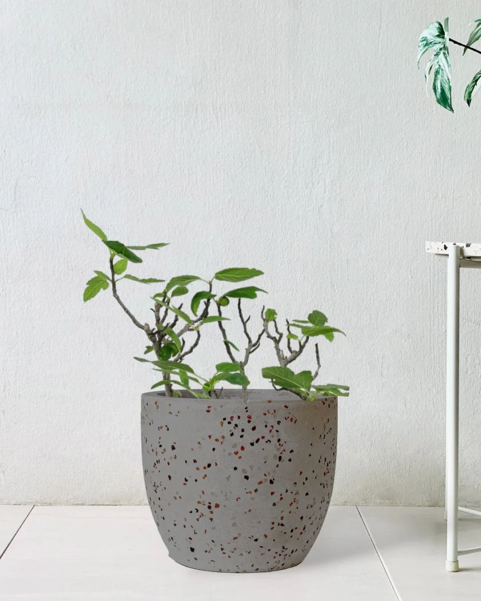 Fig Tree Junior - Image 9