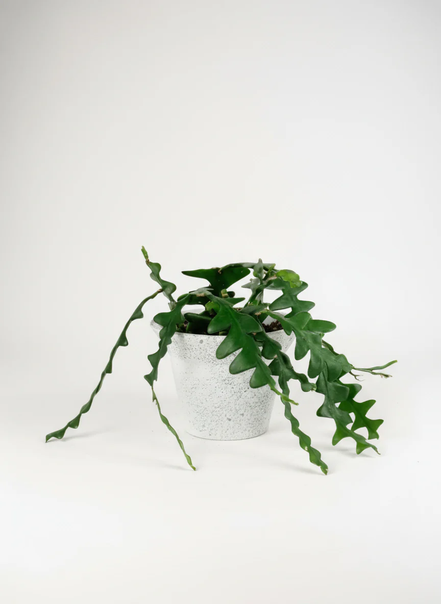 Fishbone cactus - Image 5