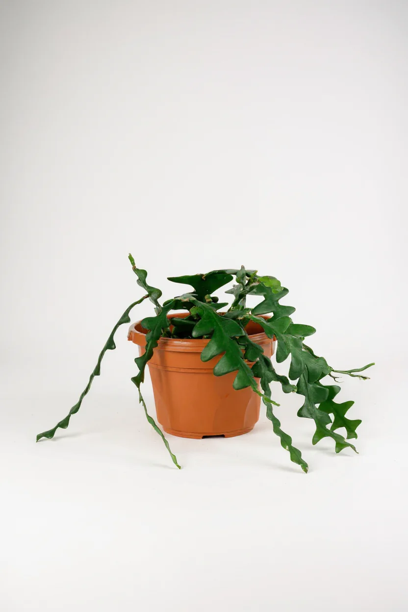 Fishbone cactus - Image 6