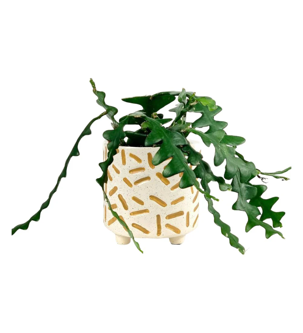 Fishbone cactus - Image 7