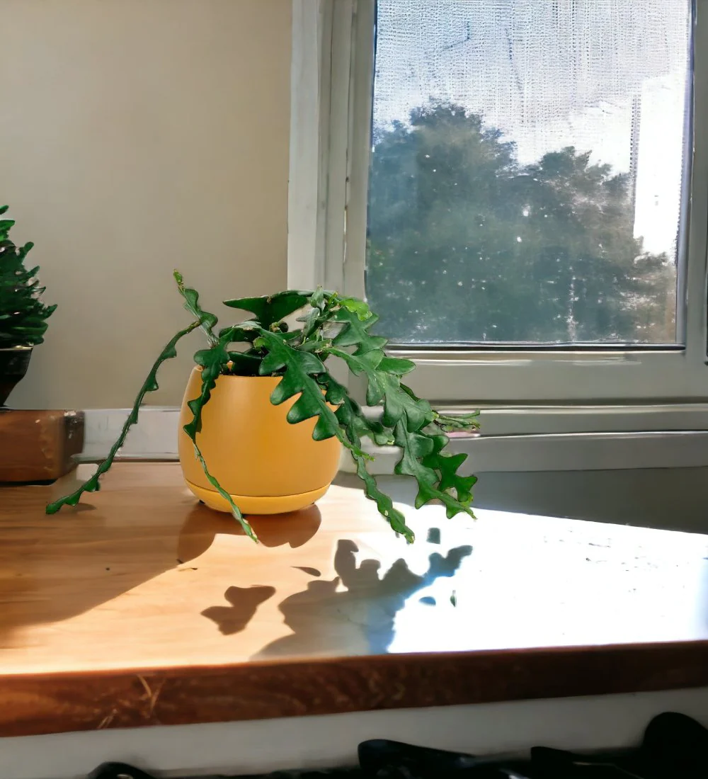 Fishbone cactus - Image 8