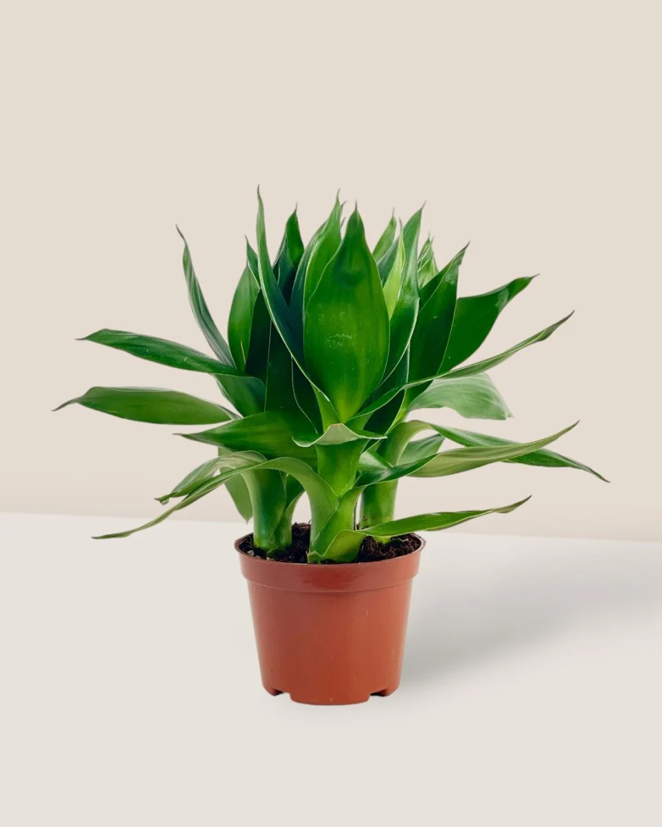 Dracaena Fortune Lotus Bamboo Plant - Image 11