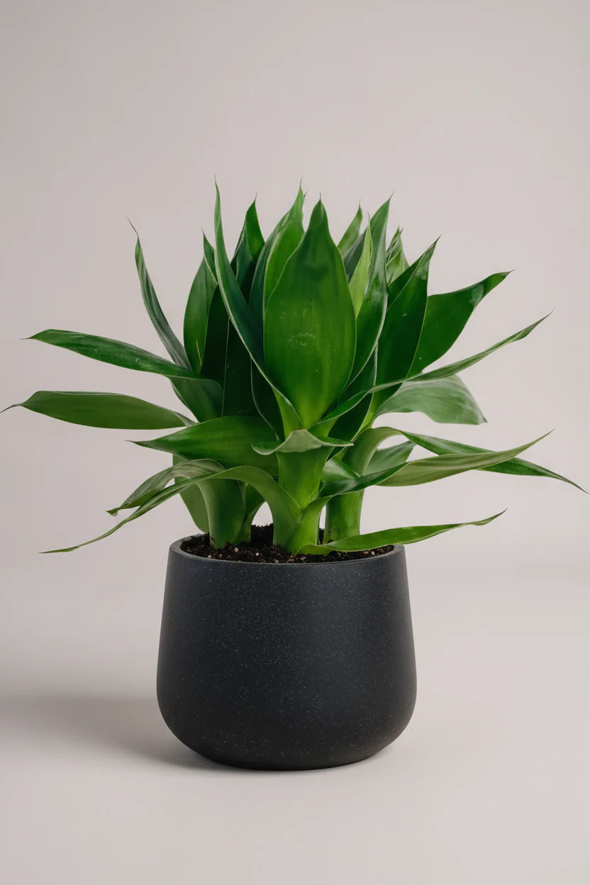 Dracaena Fortune Lotus Bamboo Plant - Image 6