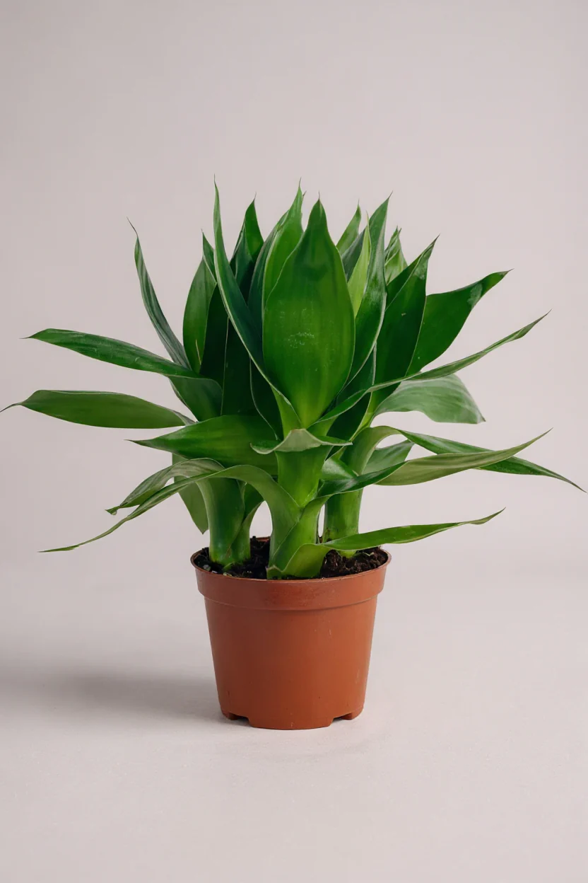 Dracaena Fortune Lotus Bamboo Plant - Image 7