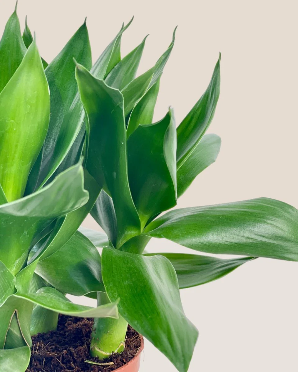 Dracaena Fortune Lotus Bamboo Plant - Image 9