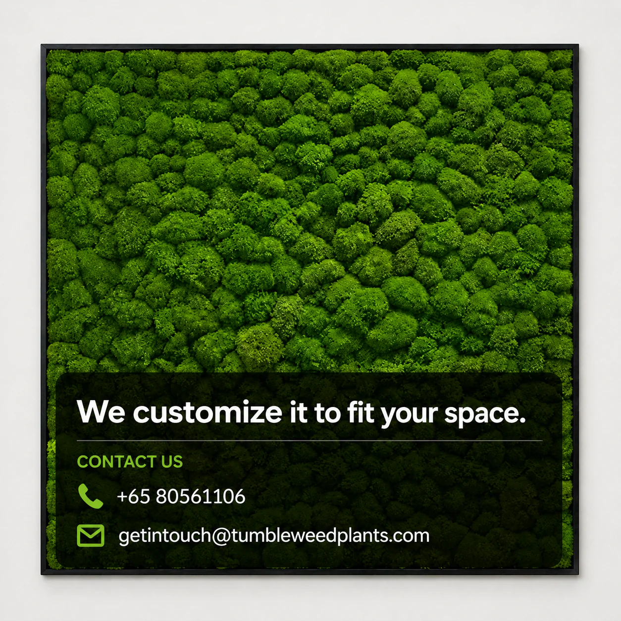 Frame - Preserved Plants: MOSS. - Image 11