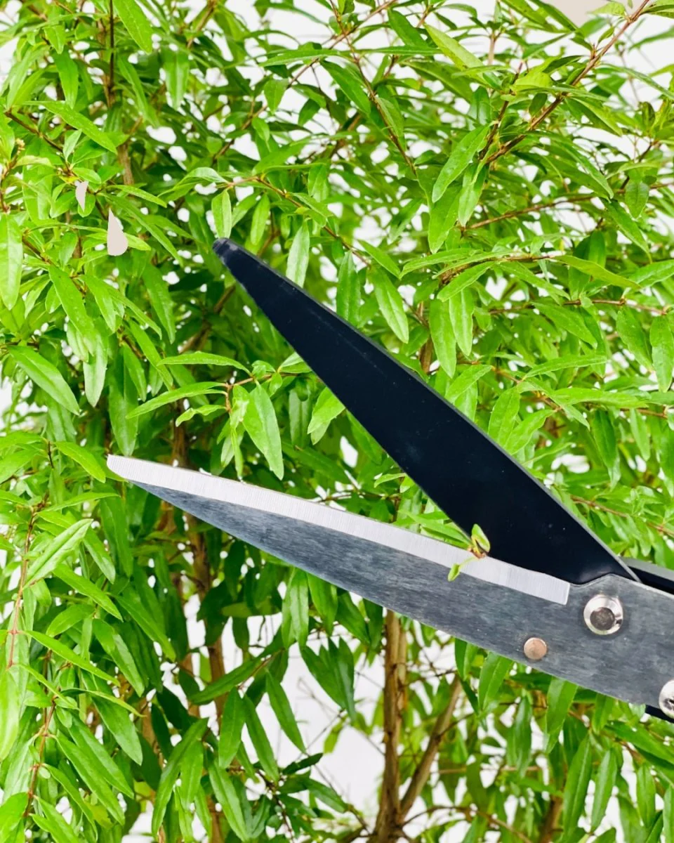 Garden Shear - Image 5
