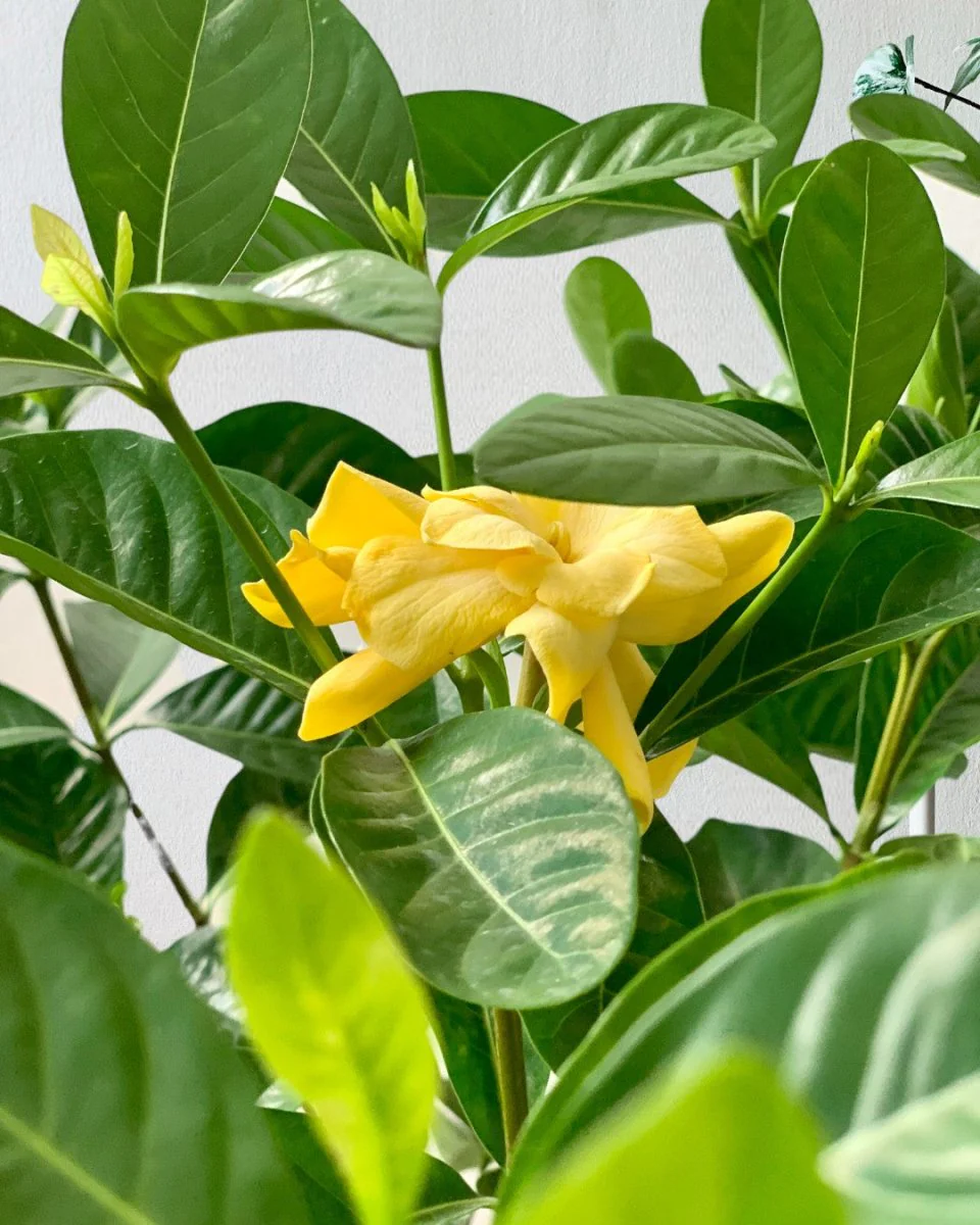 Gardenia Jasminoides - Image 3