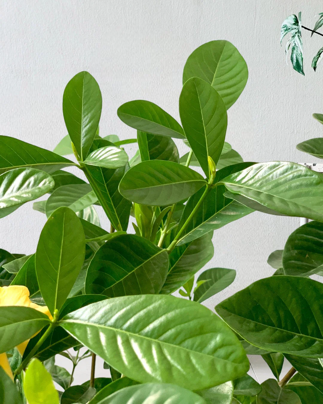 Gardenia Jasminoides - Image 4