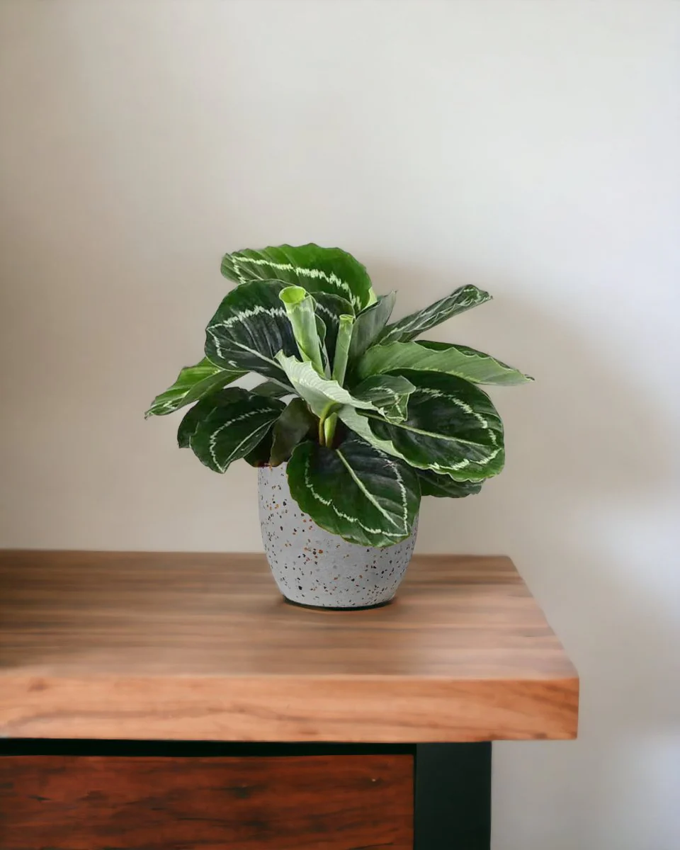 Calathea Roseopicta Green - Image 2