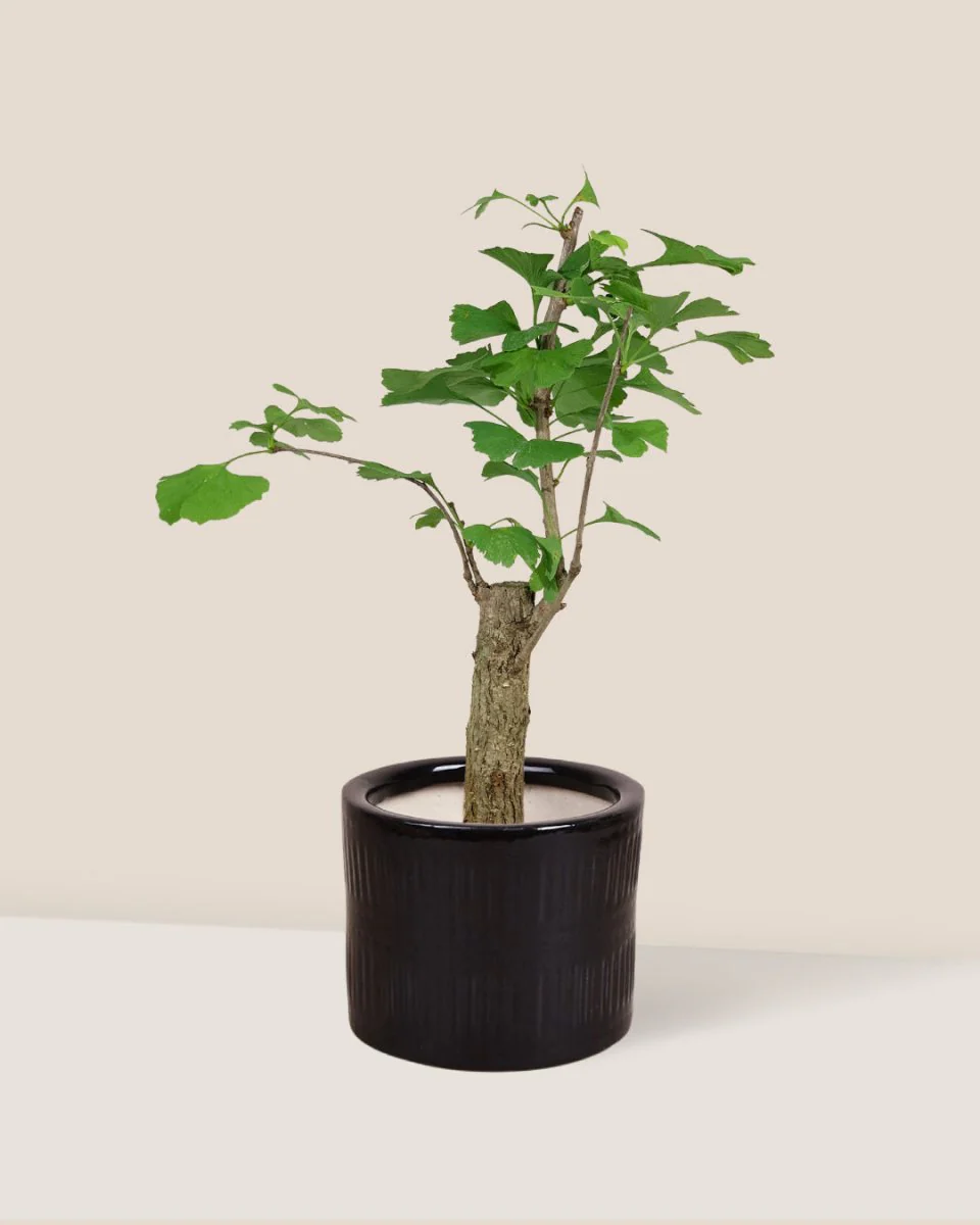 Ginkgo Biloba - Image 4