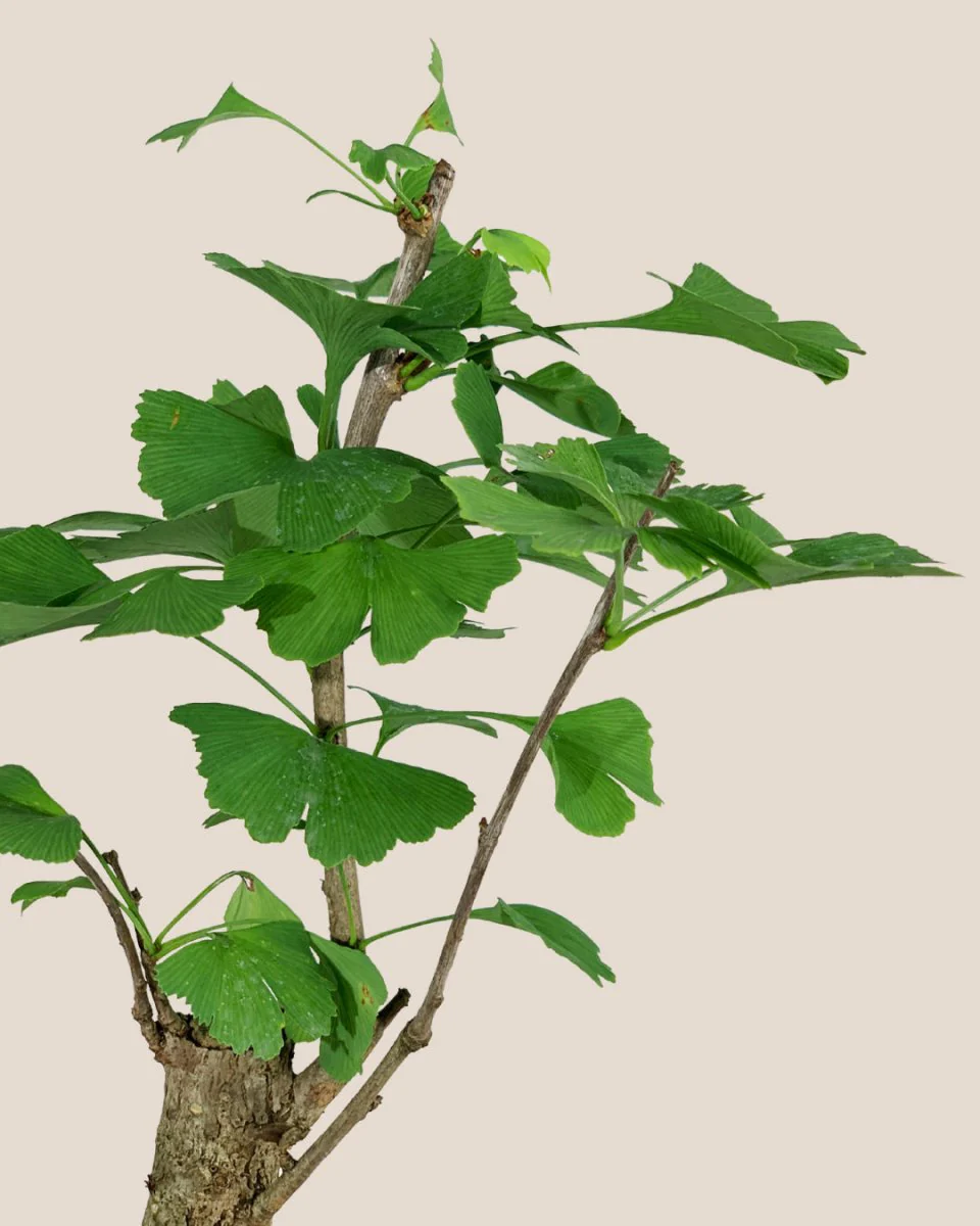Ginkgo Biloba - Image 6