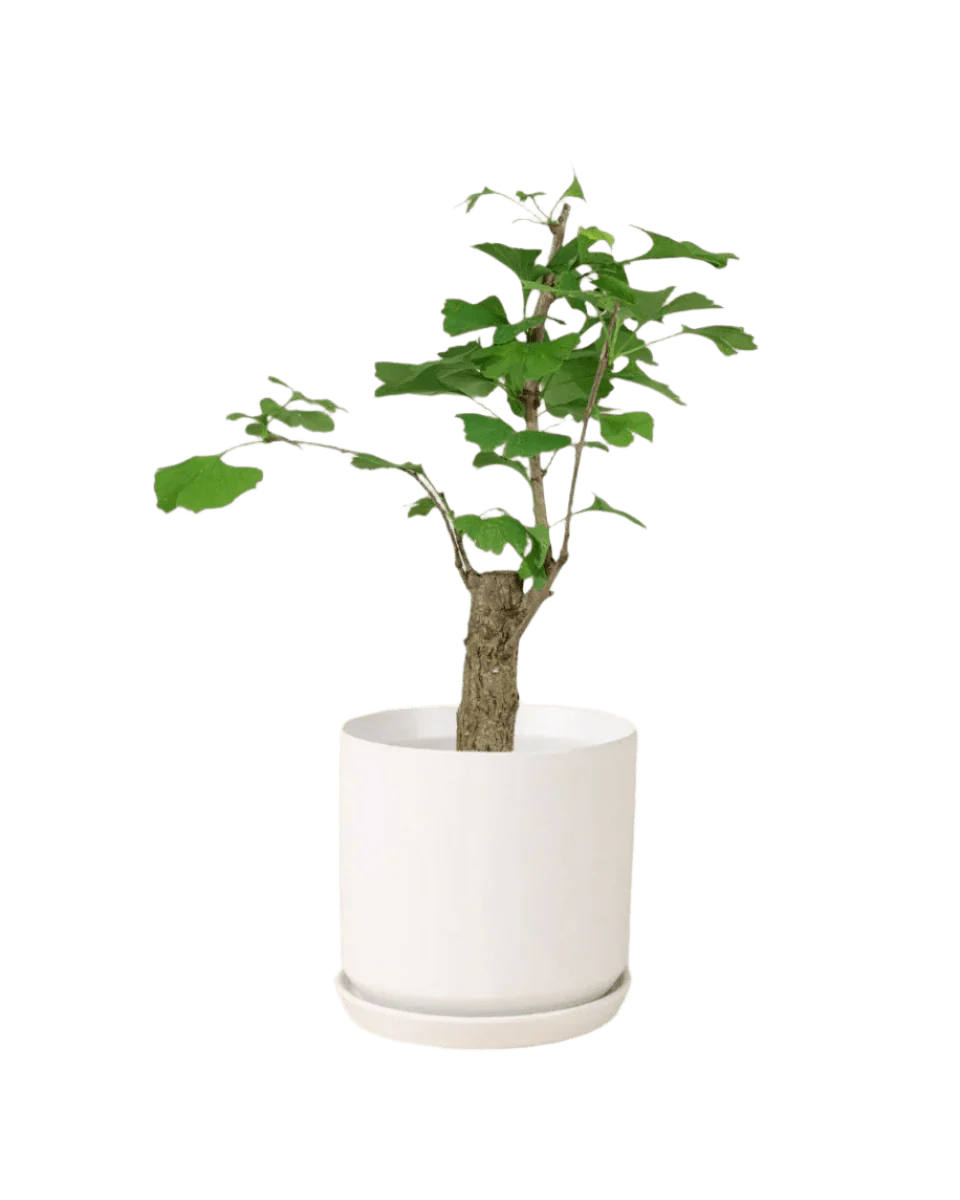Ginkgo Biloba - Image 7