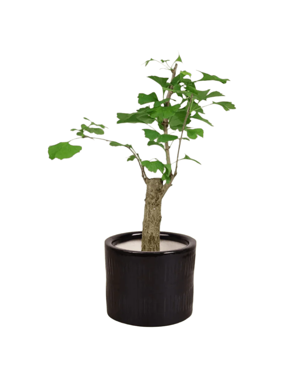 Ginkgo Biloba - Image 8